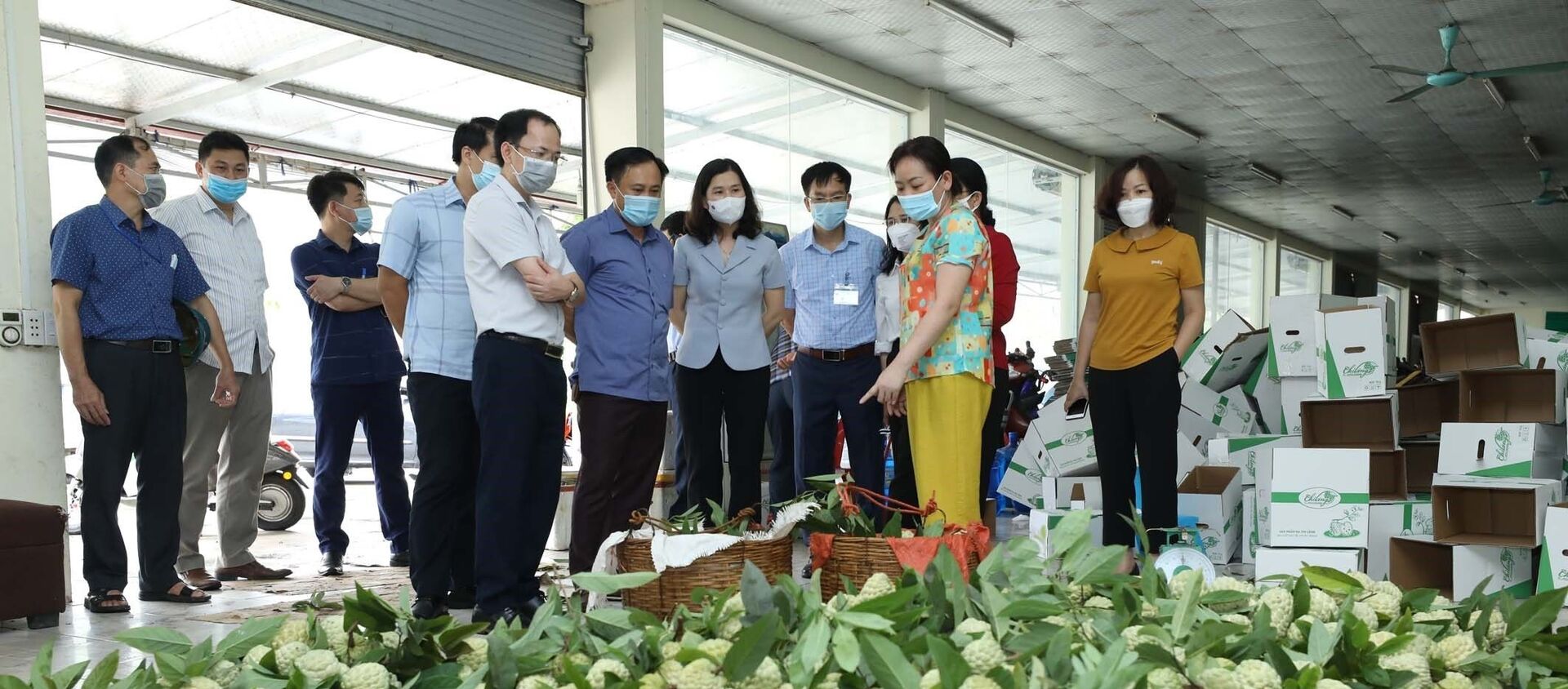 Hiện nay, na tiêu chuẩn VietGAP của Hợp tác xã nông sản huyện Chi Lăng đã bắt đầu cho thu hoạch nhưng việc tiêu thụ bị ảnh hưởng do dịch COVID-19. - Sputnik Việt Nam, 1920, 24.08.2021