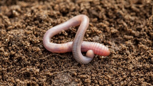 Giun đất. - Sputnik Việt Nam