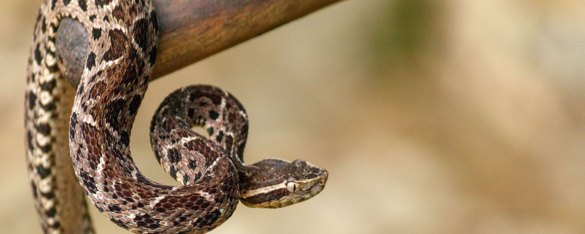 Các loài viper Jararakusu - Sputnik Việt Nam, 1920, 28.06.2022