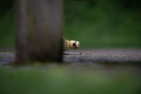 Ảnh Peekaboo của nhiếp ảnh gia Anh Charlie Page, chung kết cuộc thi 2021 The Comedy Wildlife Photography Awards - Sputnik Việt Nam