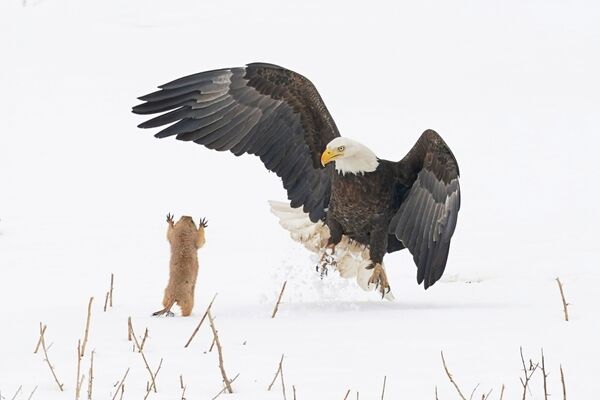 Bức ảnh Cầy thảo nguyên! (Ninja Prairie Dog!) Mỹ nhiếp ảnh gia Arthur Trevino, chung kết của cuộc thi 2021 The Comedy Wildlife Photography Awards - Sputnik Việt Nam