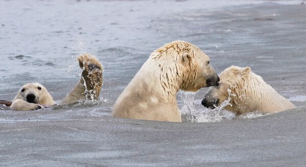 Tác phẩm Sóng- bom (The Photo-Bombing Wave) của Nhiếp ảnh gia Mỹ Cheryl Strahl, lọt vào vòng chung kết cuộc thi 2021 The Comedy Wildlife Photography Awards - Sputnik Việt Nam