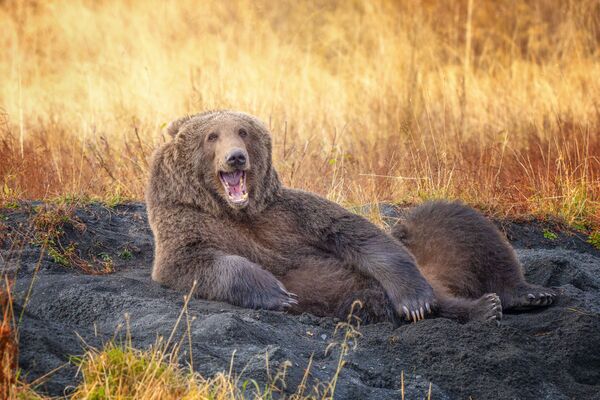 Tác phẩm Hãy vẽ tôi, như 1 trong những con gấu Pháp của bạn (Draw me like one of your French Bears) Nhiếp ảnh gia Mỹ Wenona Suhydam, lọt vào chung kết cuộc thi 2021 The Comedy Wildlife Photography Awards - Sputnik Việt Nam