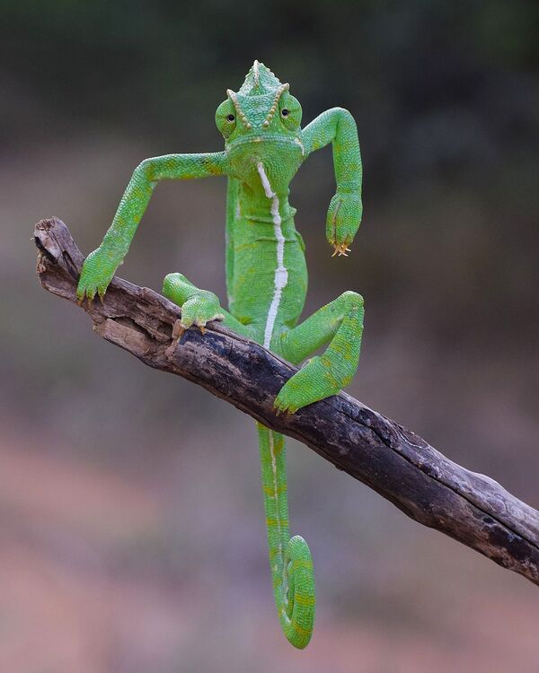 Bức ảnh  Stylist Xanh (The Green Stylist) của nhiếp ảnh gia Ấn Độ Gurumoorthy K , chung kết của cuộc thi 2021 The Comedy Wildlife Photography Awards - Sputnik Việt Nam