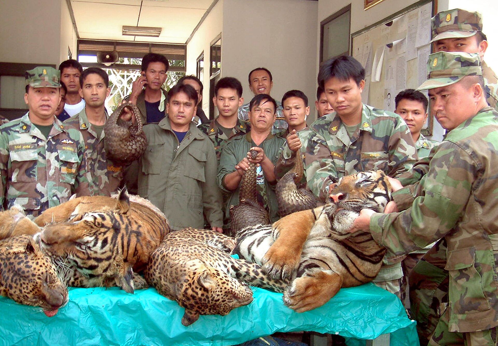 Các sĩ quan hải quân Thái Lan cho thấy hổ và báo Bengal buôn lậu bị bắt ở biên giới giữa Thái Lan và Lào - Sputnik Việt Nam, 1920, 05.10.2021