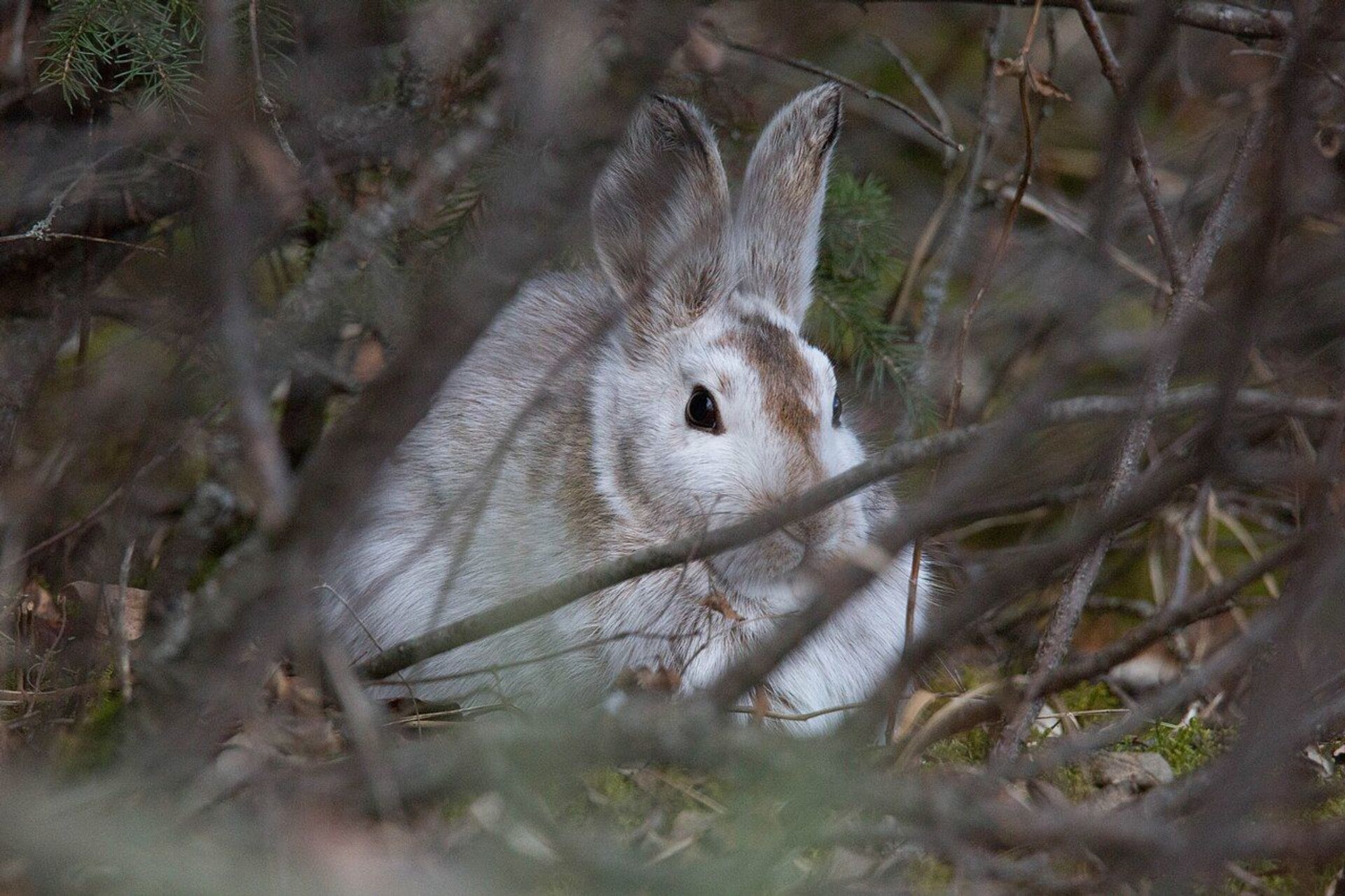 Thỏ giày tuyết (Lepus americanus) - Sputnik Việt Nam, 1920, 05.10.2021