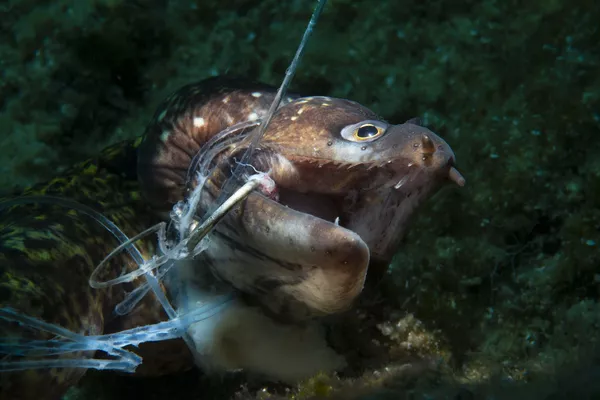 Tác phẩm của Kerim Sabuncuoglu, người đoạt giải «Nhiếp ảnh gia bảo tồn trong năm» (Conservation Photographer of the Year) tại cuộc thi Nhiếp ảnh gia đại dương năm 2021 Tác phẩm của Kerim Sabuncuoglu, người đoạt giải «Nhiếp ảnh gia bảo tồn trong năm» (Conservation Photographer of the Year) tại cuộc thi Nhiếp ảnh gia đại dương năm 2021 - Sputnik Việt Nam