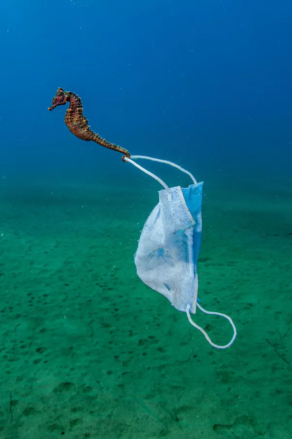 Ảnh của Nicholas Samaras - được đánh giá cao trong hạng mục “Nhiếp ảnh gia bảo tồn trong năm“ (Conservation Photographer of the Year) tại cuộc thi Nhiếp ảnh gia đại dương năm 2021 Ảnh của Nicholas Samaras - được đánh giá cao trong hạng mục “Nhiếp ảnh gia bảo tồn trong năm“ (Conservation Photographer of the Year) tại cuộc thi Nhiếp ảnh gia đại dương năm 2021 - Sputnik Việt Nam