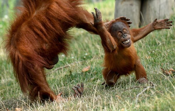 Đười ươi con chơi đùa với mẹ tại vườn thú Pairi Daiza ở Brugelette, Bỉ - Sputnik Việt Nam