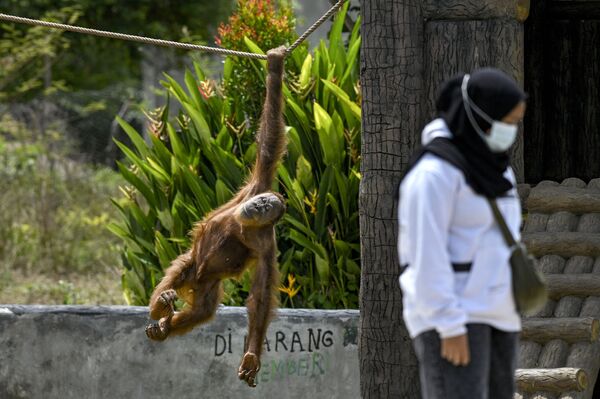 Đười ươi Sumatra leo dây trong Vườn thú ở Janto, Indonesia - Sputnik Việt Nam