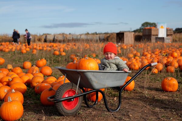 Em nhỏ và chiếc xe cút kít trên cánh đồng bí ngô tại trang trại Pop Up Farm ở Anh trước thềm lễ hội Halloween - Sputnik Việt Nam