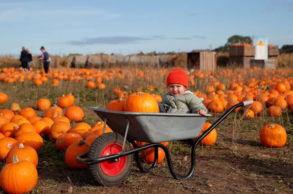 Em nhỏ và chiếc xe cút kít trên cánh đồng bí ngô tại trang trại Pop Up Farm ở Anh trước thềm lễ hội Halloween - Sputnik Việt Nam