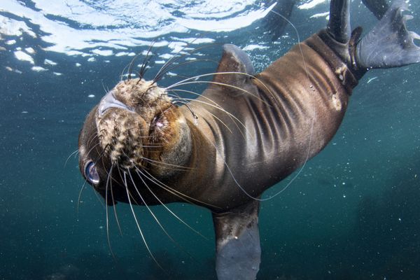 Ảnh «Hooked Pup» (2020) của Celia Kujala, lọt vào chung kết trong cuộc thi The Environmental Photographer of the Year 2021 - Sputnik Việt Nam