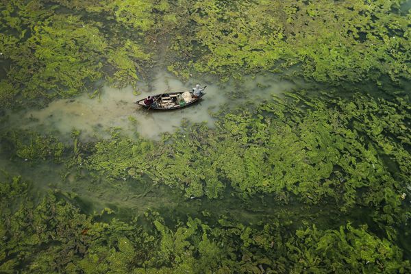 Ảnh «Green Barrier» (2021) của Sandipani Chattopadhyay, chiến thắng trong hạng mục «Nước và An toàn» của cuộc thi The Environmental Photographer of the Year 2021 - Sputnik Việt Nam