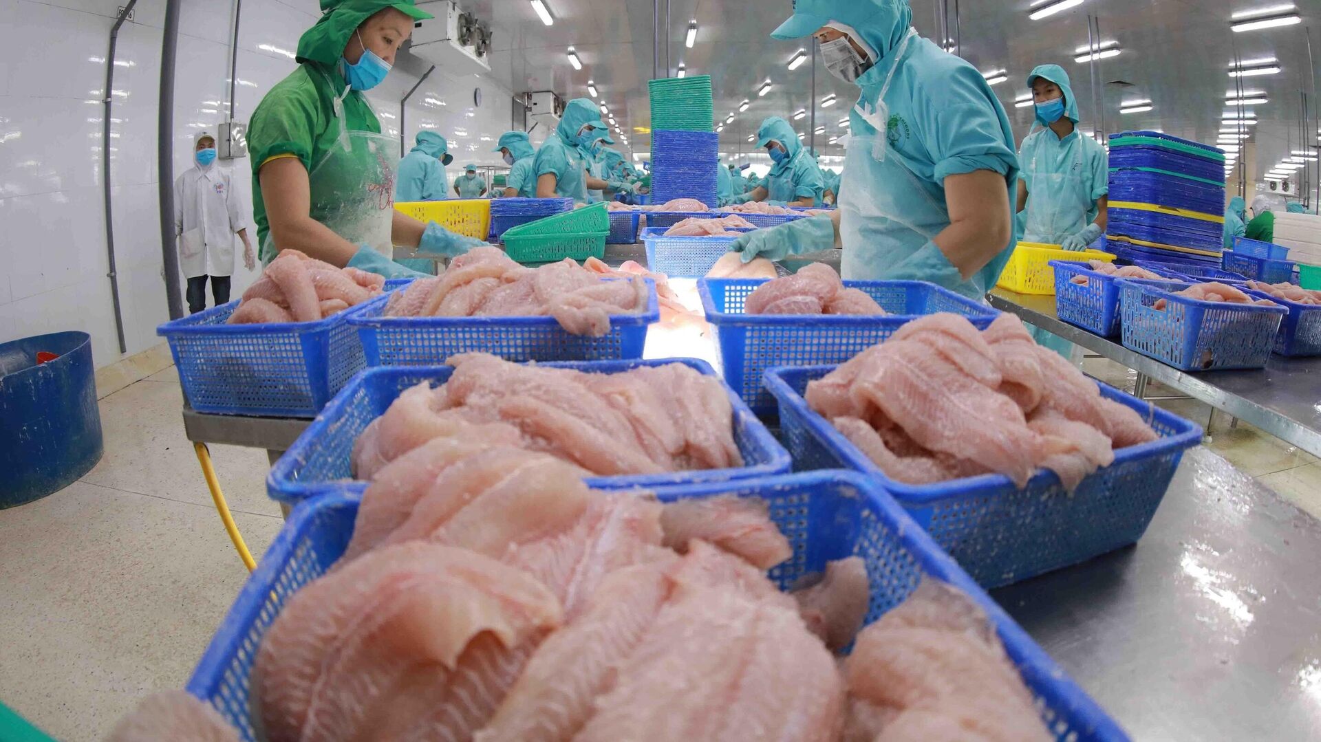 Dây chuyền chế biến cá tra phi lê xuất khẩu ở nhà máy của Công ty CP đầu tư phát triển đa quốc gia tại tỉnh Đồng Tháp - Sputnik Việt Nam, 1920, 11.11.2021