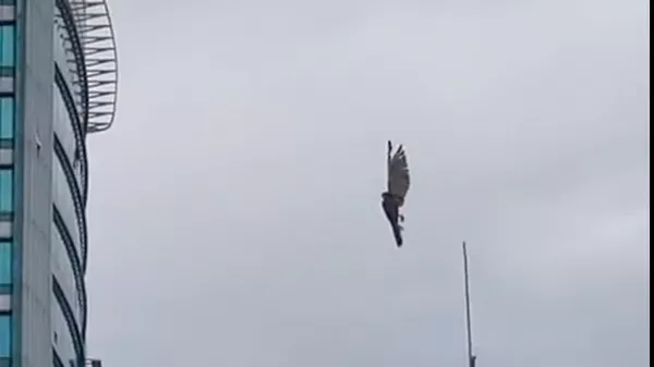 Video một con đại bàng bị “đơ” trên bầu trời khiến mọi người sợ hãi đang gây dậy sóng mạng - Sputnik Việt Nam