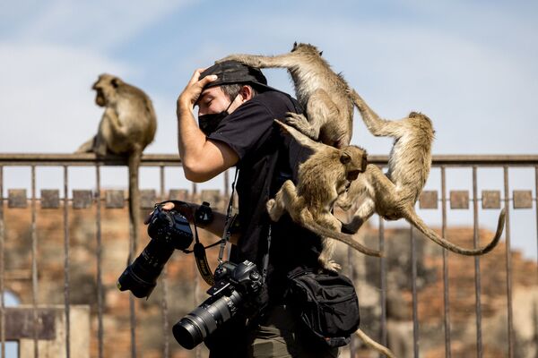 Những con khỉ Macaque leo lên người nhiếp ảnh gia tại chùa Phra Prang Sam Yod trong Lễ hội khỉ thường niên, Thái Lan - Sputnik Việt Nam