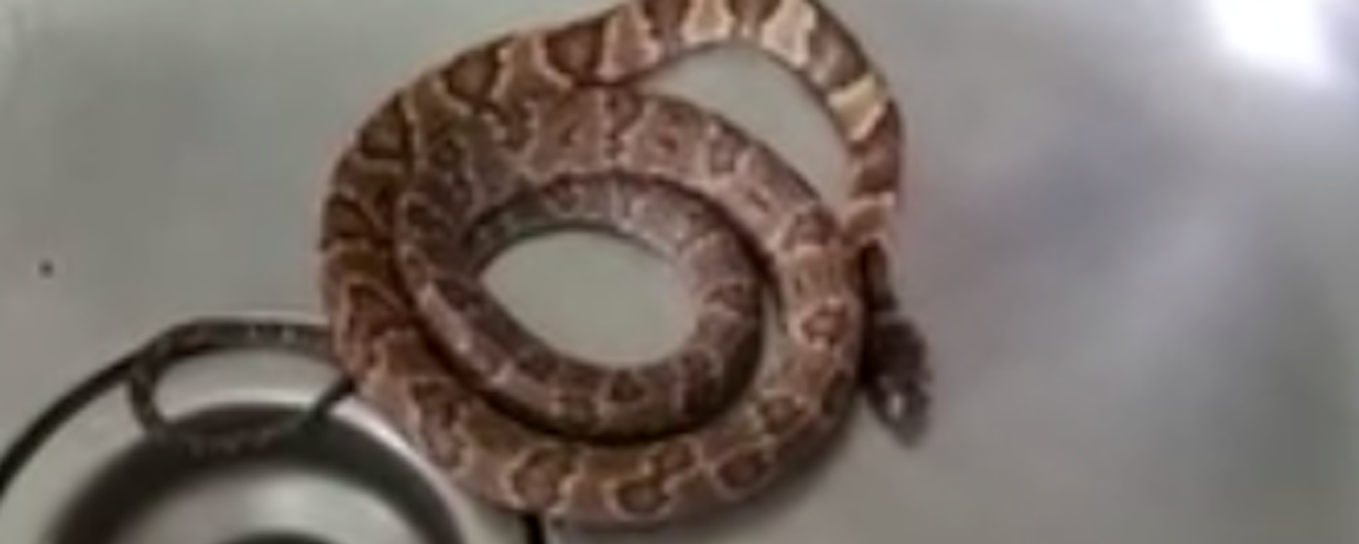 Кобра свернулась калачиком в раковине и испугала невнимательного хозяина квартиры - Sputnik Việt Nam, 1920, 13.12.2021