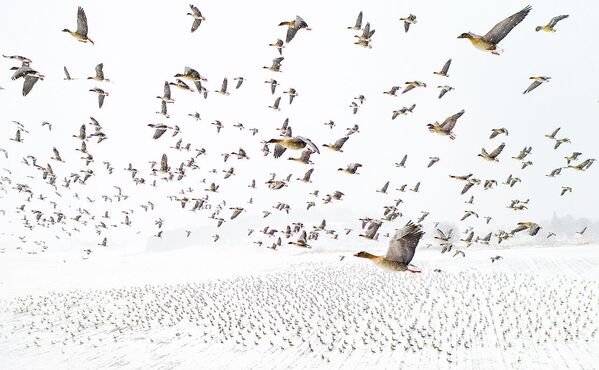 Di cư mùa đông - nhiếp ảnh gia Na Uy Terje Kolaas đoạt giải trong cuộc thi Nature Photographer of the Year 2021 - Sputnik Việt Nam