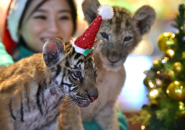 Hổ con Jangbori đội mũ ông già Noel trong sự kiện Giáng sinh, Hàn Quốc - Sputnik Việt Nam