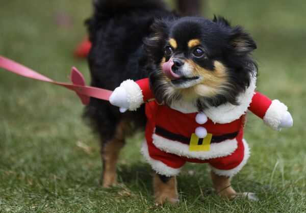 Chihuahua Chica trong bộ trang phục hóa trang ông già Noel tại Shaggy Dog Show, Kenya - Sputnik Việt Nam