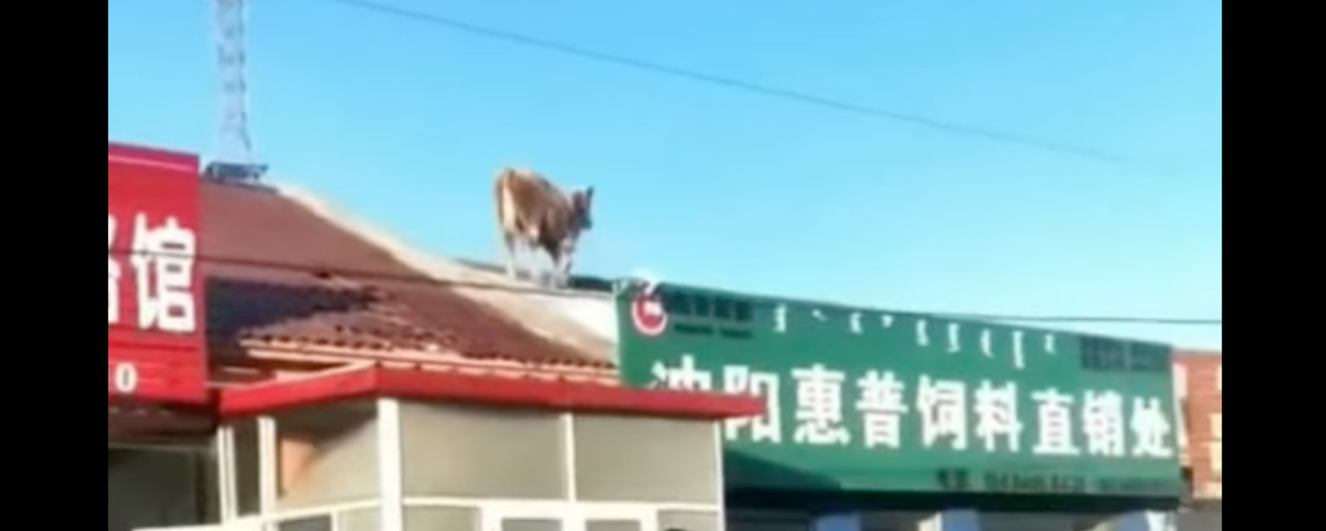 Tuyết chơi khăm con bò tò mò mắc kẹt trên mái nhà - Sputnik Việt Nam, 1920, 02.01.2022