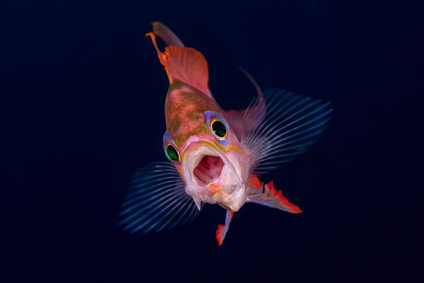 Ảnh “Joker” của nhiếp ảnh gia Paolo Bausani, người chiến thắng hạng mục Chân dung , cuộc thi 2021 Ocean Art Underwater Photo - Sputnik Việt Nam