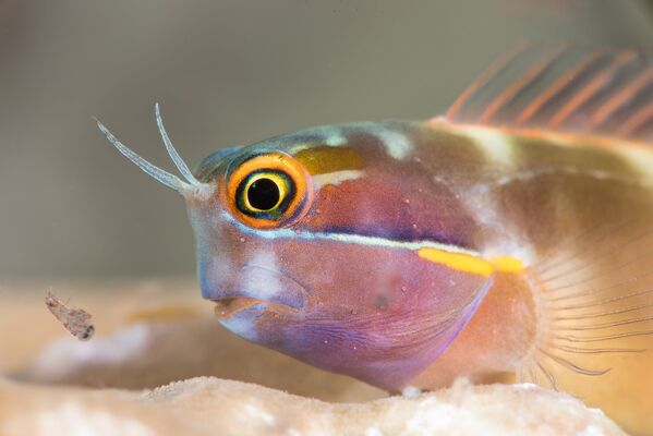 Ảnh “Bữa ăn nhẹ của Blenny” của nhiếp ảnh gia Nigel Motyer, giải nhất trong hạng mục Macro,cuộc thi 2021 Ocean Art Underwater Photo - Sputnik Việt Nam