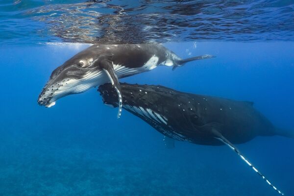 Ảnh “Mẫu tử” của Kate Rister,  giành giải trong hạng mục Góc rộng nhỏ gọn, cuộc thi 2021 Ocean Art Underwater Photo - Sputnik Việt Nam