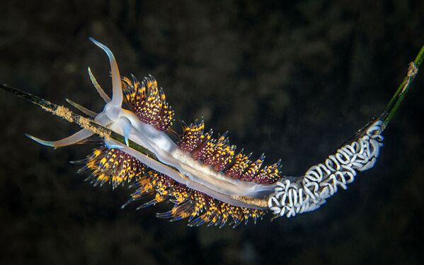 Bức ảnh “Đẻ trứng” của Salvatore Ianniello, NAG chiến thắng hạng mục Hải sâm, cuộc thi 2021 Ocean Art Underwater Photo - Sputnik Việt Nam