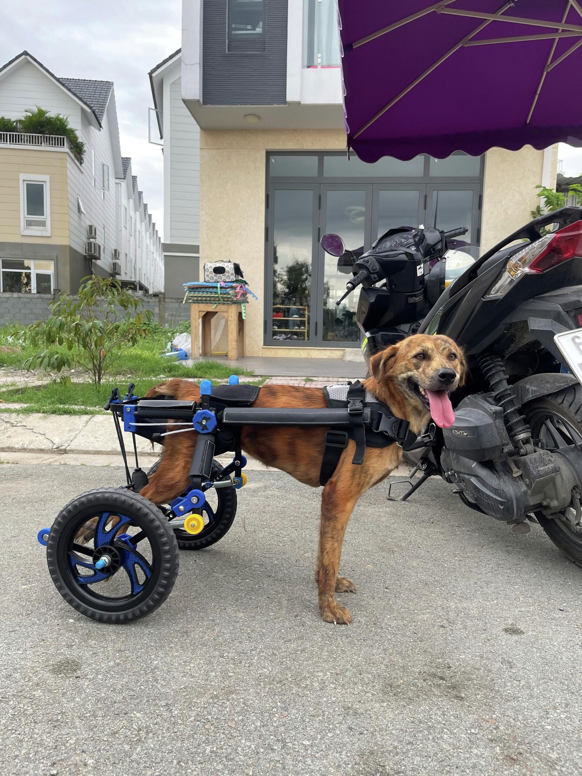 Forever Wheelchair - Xe lăn cho chó mèo - Sputnik Việt Nam, 1920, 24.01.2022