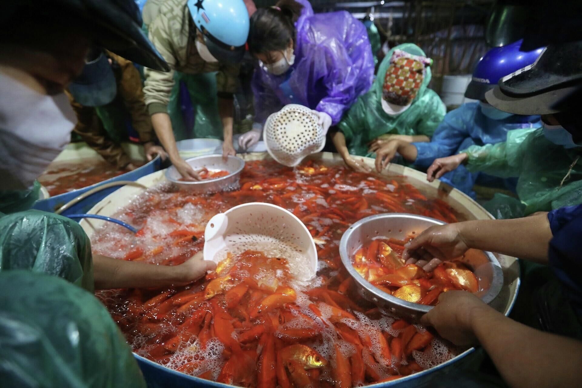 Hà Nội: Nhộn nhịp khu chợ buôn bán cá trong ngày ông Công, ông Táo - Sputnik Việt Nam, 1920, 25.01.2022