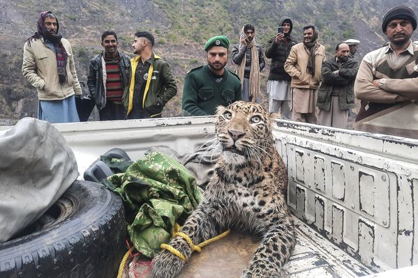 Giải cứu một con báo hoa mai bị thương ở Thung lũng Neelum, Pakistan - Sputnik Việt Nam