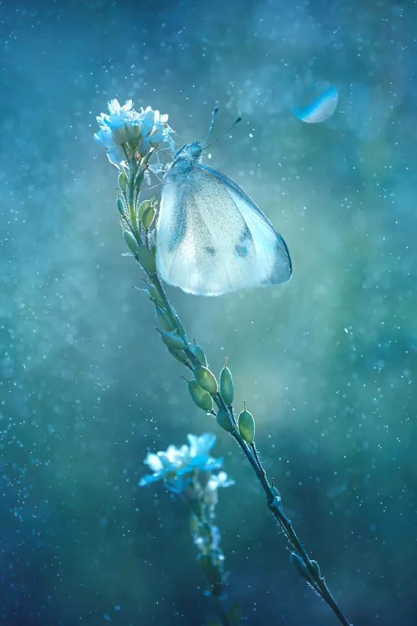 Bức ảnh chụp ở Ba Lan "Bụi sao" của nhiếp ảnh gia Magdalena Wasiczek đoạt giải trong toàn bộ cuộc thi và giải nhất hạng mục Động vật hoang dã trong vườn của cuộc thi The International Garden Photographer of the Year Competition-15 Bức ảnh chụp ở Ba Lan "Bụi sao" của nhiếp ảnh gia Magdalena Wasiczek đoạt giải trong toàn bộ cuộc thi và giải nhất hạng mục Động vật hoang dã trong vườn của cuộc thi The International Garden Photographer of the Year Competition-15 - Sputnik Việt Nam