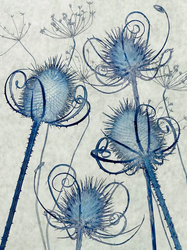 Bức ảnh chụp ở Anh "Seedheads" của nhiếp ảnh gia Ingrid Popplewell đoạt giải nhất hạng mục Portfolio của cuộc thi The International Garden Photographer of the Year Competition-15 Bức ảnh chụp ở Anh "Seedheads" của nhiếp ảnh gia Ingrid Popplewell đoạt giải nhất hạng mục Portfolio của cuộc thi The International Garden Photographer of the Year Competition-15 - Sputnik Việt Nam