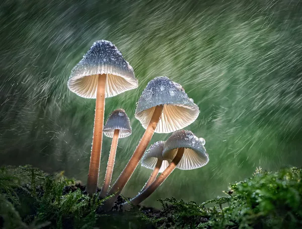 Bức ảnh chụp ở Anh "Mycena Swirl" của nhiếp ảnh gia Tony North đoạt giải nhất hạng mục Thế giới các loài nấm của cuộc thi The International Garden Photographer of the Year Competition-15 Bức ảnh chụp ở Anh "Mycena Swirl" của nhiếp ảnh gia Tony North đoạt giải nhất hạng mục Thế giới các loài nấm của cuộc thi The International Garden Photographer of the Year Competition-15 - Sputnik Việt Nam