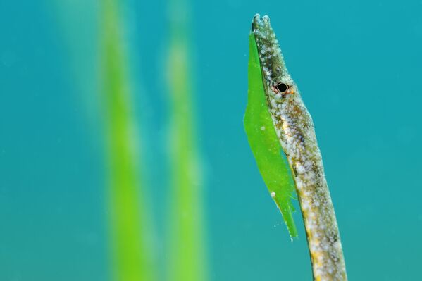 Bức ảnh &quot;Bắt chước (Mimicry)&quot; của nhiếp ảnh gia Tây Ban Nha Javier Murcia, giải nhất hạng mục Macro, cuộc thi The Underwater Photographer of the Year 2022 - Sputnik Việt Nam