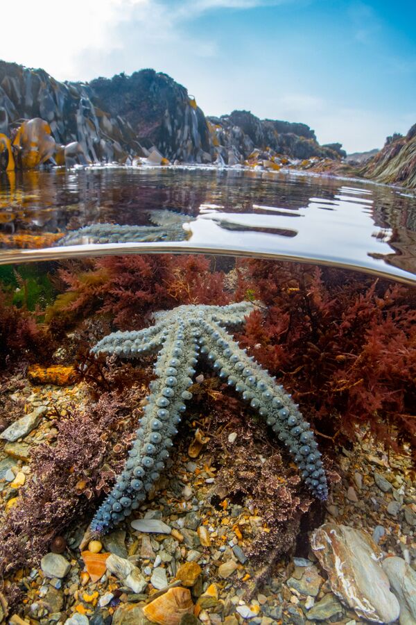 Bức ảnh &quot;Rock pool star&quot; của nhiếp ảnh gia Anh Martin Stevens, giải nhất hạng mục Vùng biển nước Anh. Ảnh chụp góc nhỏ, cuộc thi The Underwater Photographer of the Year 2022 - Sputnik Việt Nam