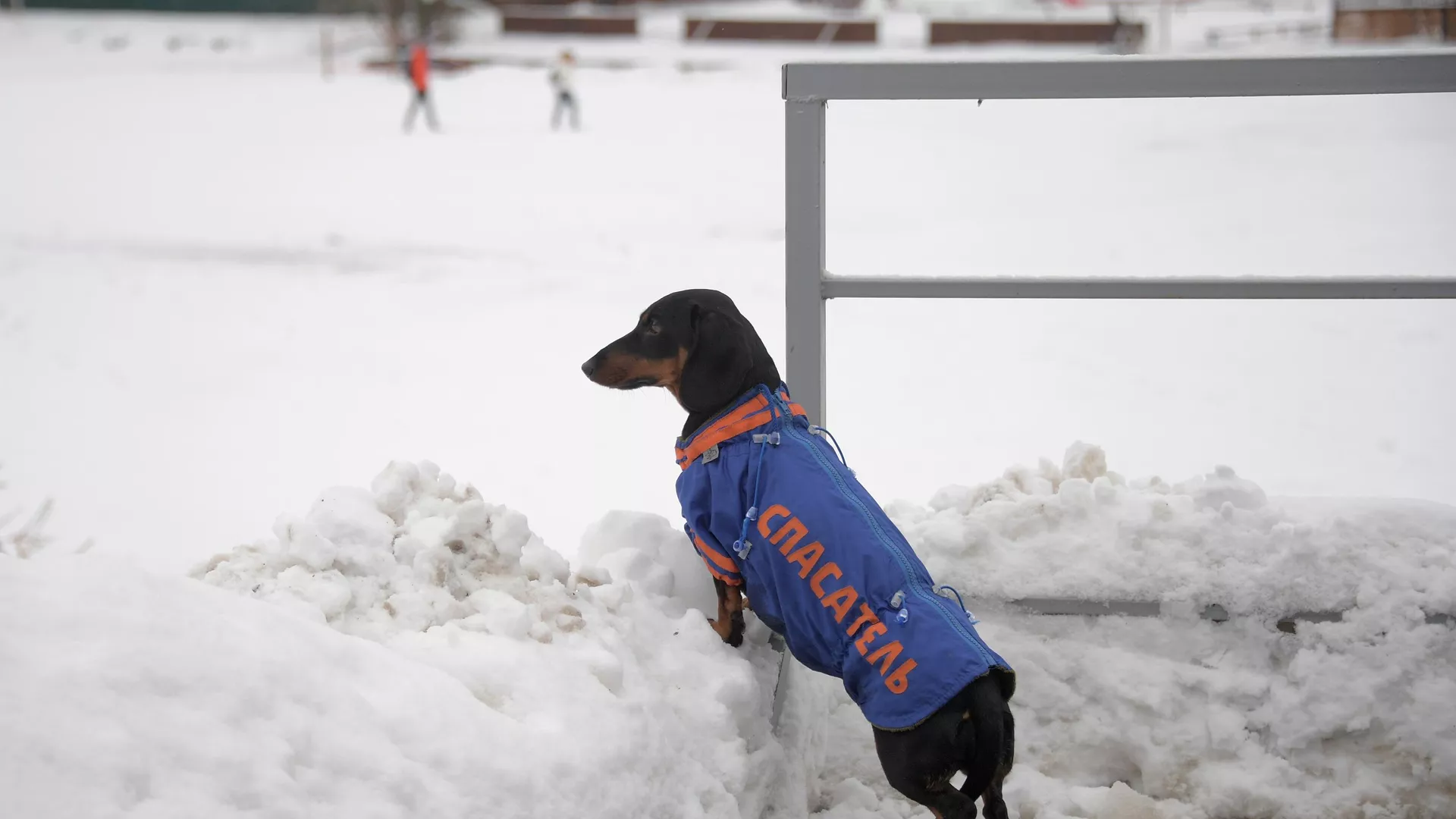 Chó dachshund