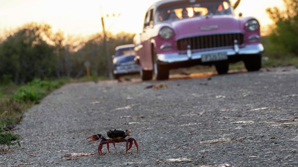 Xe ô tô và cua trong mùa di cư ở Cuba - Sputnik Việt Nam