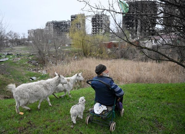 Người dân địa phương chăn dê ở ngoại ô quận Bờ trái, Mariupol - Sputnik Việt Nam