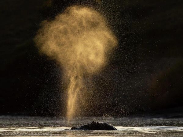 «Vòi hoa sen hà mã» của Jose Fragozo, hạng nhất trong hạng mục «Động vật có vú» Nature Photographer of the Year 2022 - Sputnik Việt Nam