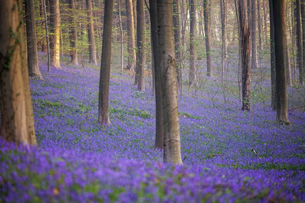 Thảm hoa chuông trong rừng Hallerbos phía Nam Brussels, Bỉ - Sputnik Việt Nam