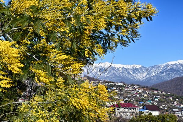 Hoa mimosa ở Sochi, Liên bang Nga - Sputnik Việt Nam