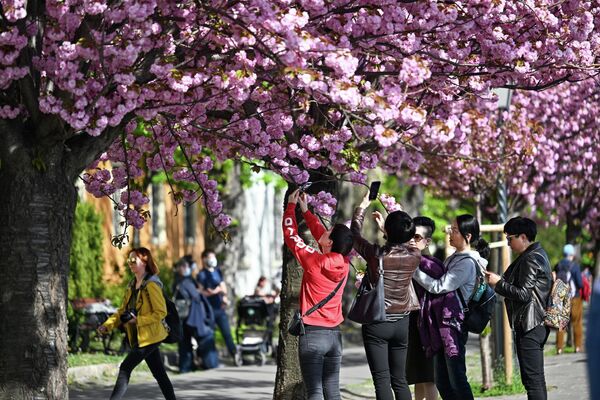 Người qua đường chụp ảnh hoa anh đào trên phố ở Đồi Buda, Budapest - Sputnik Việt Nam