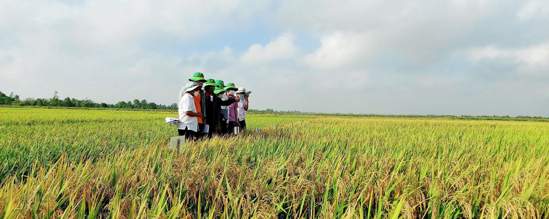 Sở KH&CN thành phố Cần Thơ đặt hàng Viện lúa Đồng bằng sông Cửu Long 5 giống lúa thơm ngon, đạt tiêu chuẩn châu Âu để mở rộng vùng nguyên liệu - Sputnik Việt Nam, 1920, 27.04.2022