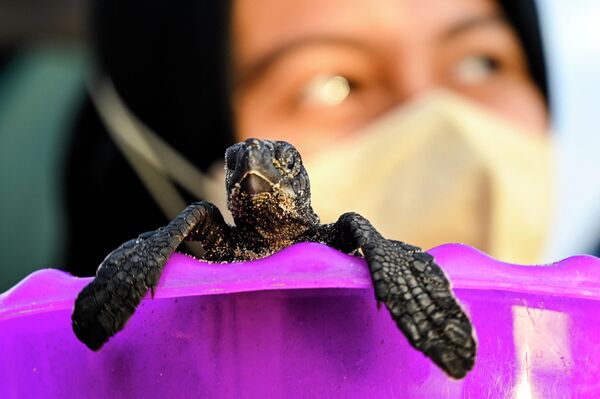 Người phụ nữ ôm con rùa biển con trước khi thả nó xuống biển ở bãi biển Lhoknga, tỉnh Aceh, Indonesia - Sputnik Việt Nam