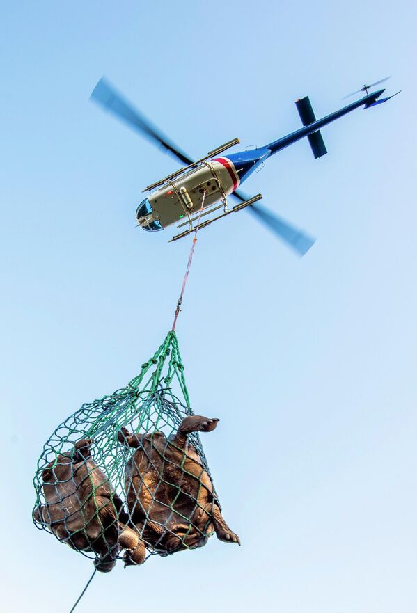 Trực thăng vận chuyển rùa ở Quần đảo Galapagos - Sputnik Việt Nam