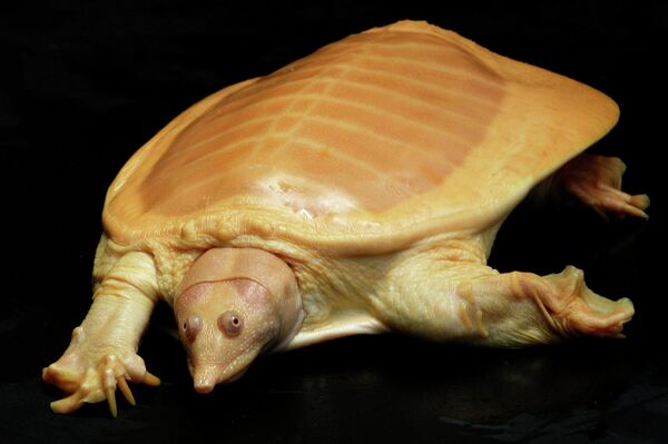 Rùa Xiêm mai mềm vui chơi trong hồ bơi ở vườn thú ở Bangkok, Thái Lan - Sputnik Việt Nam