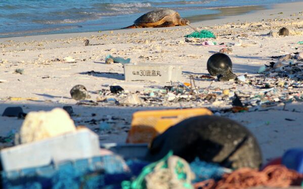Rùa biển nằm nghỉ trên bãi biển giữarác biển trên đảo san hô Midway thuộc quần đảo Hawaii - Sputnik Việt Nam